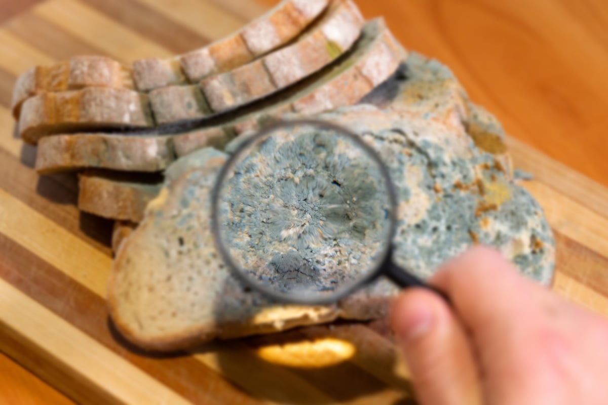 Person examining fungal colonies through a magnifier for scientific analysis